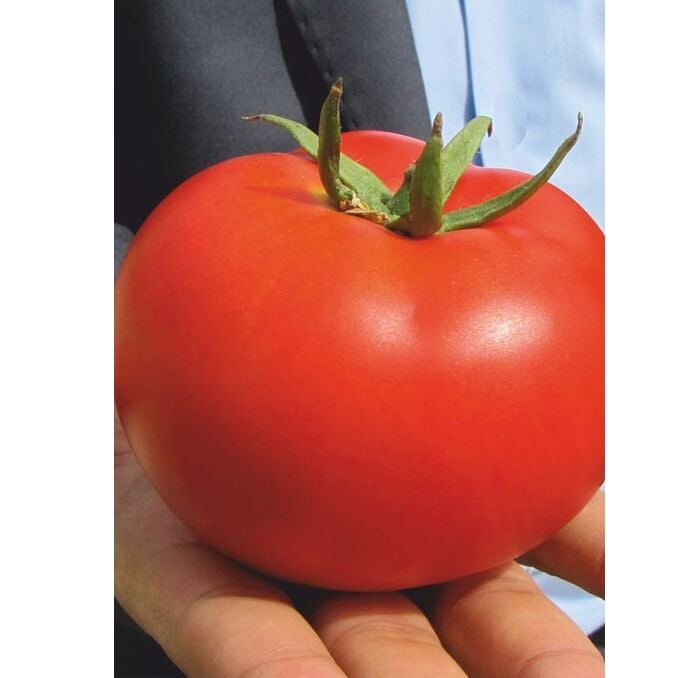 Bakkal Hasan Gaziantep Domates Tohumu Didem