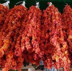 Dolmalık Kabak Kurusu