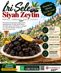 İri Sele Siyah Zeytin
