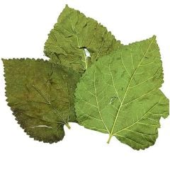 Bakkal Hasan Dut Yaprağı