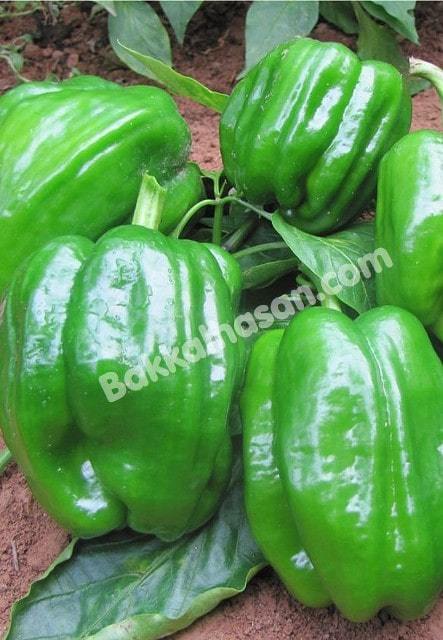 Topak Biber Tohumu