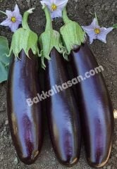 Kebaplık Patlıcan Tohumu