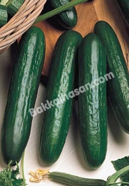 Salatalık Tohumu