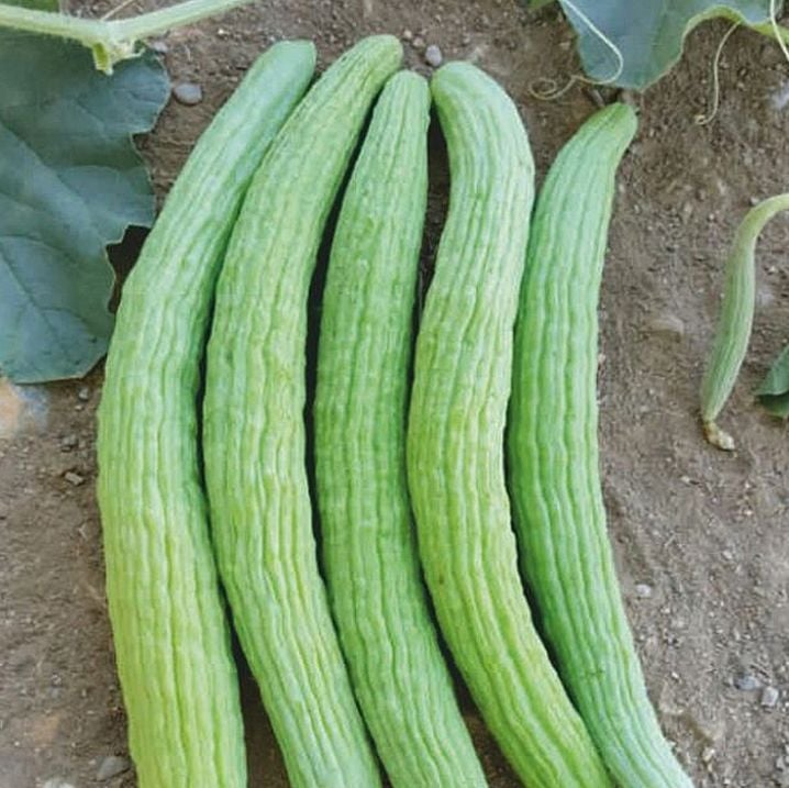 Acur Tohumu Dağcı Turşuluk