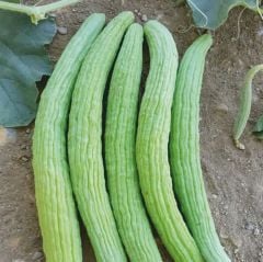 Acur Tohumu Dağcı Turşuluk