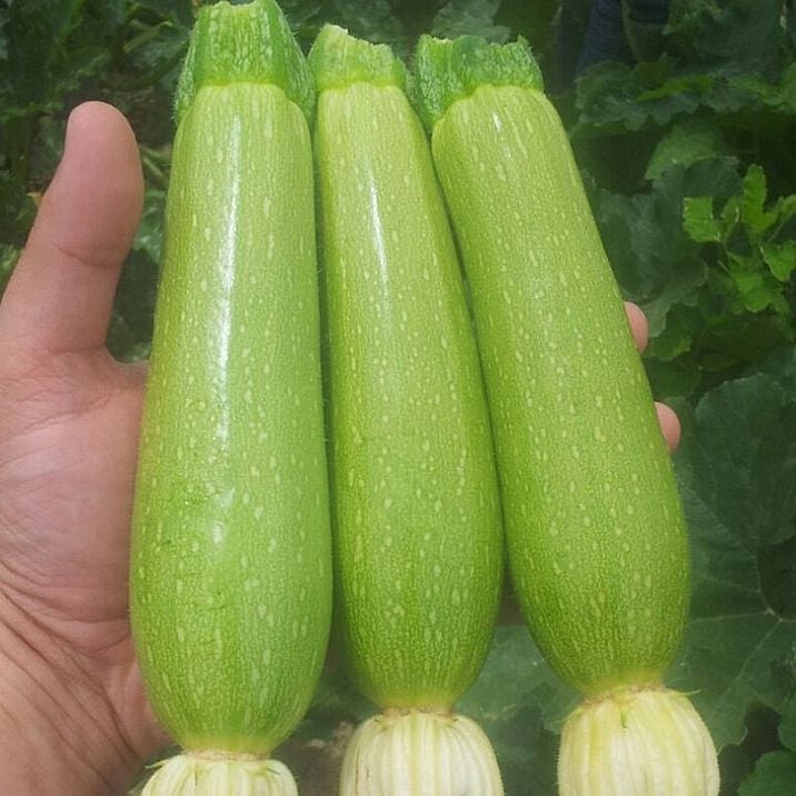 Kabak Tohumu İnanlı Sakız