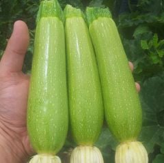 Kabak Tohumu İnanlı Sakız