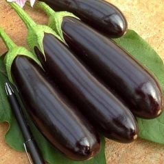 Patlıcan Tohumu Aydın Siyahı