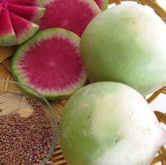 Turp Tohumu Çelebi İçi Kırmızı