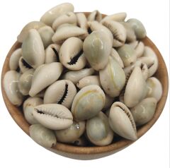 Bakkal Hasan Gaziantep Deve Boncuğu İt Boncuğu Tesbih Ağacı Tohumu