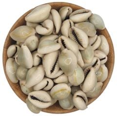 Bakkal Hasan Gaziantep Deve Boncuğu İt Boncuğu Tesbih Ağacı Tohumu