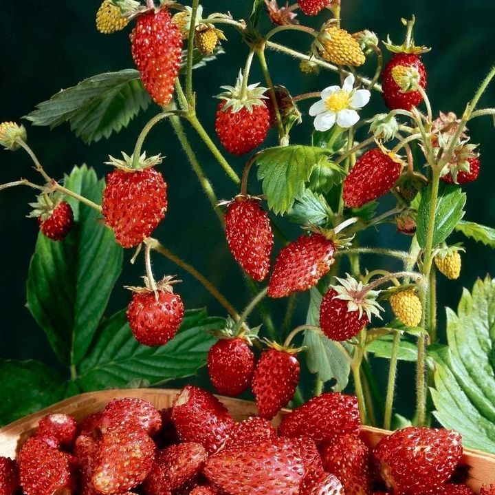 Bakkal Hasan Gaziantep Çilek Tohumu Strawberry