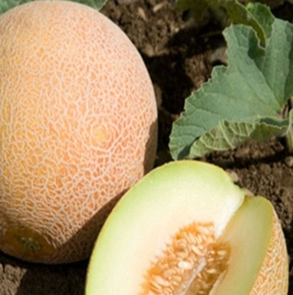Kavun Tohumu Ananas